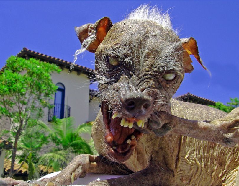ugliest_dog1.jpg