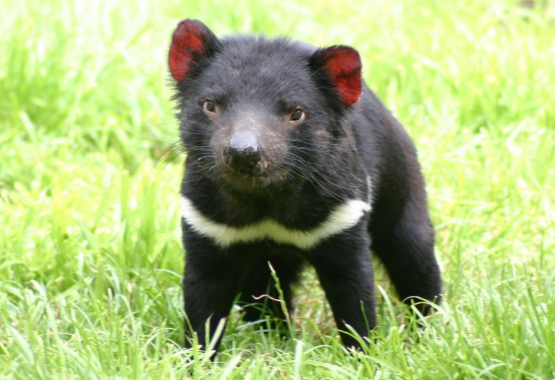 Tasmanian-Devils-Fend-Cancer-by-Breeding-Early-2.jpg