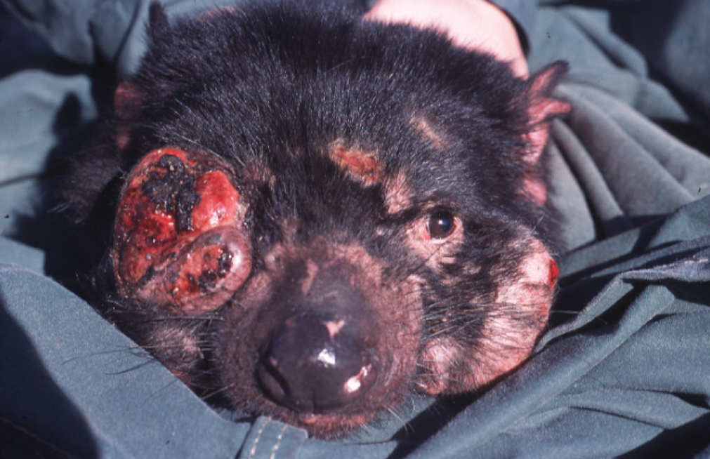 Tasmanian_Devil_Facial_Tumour_Disease.png